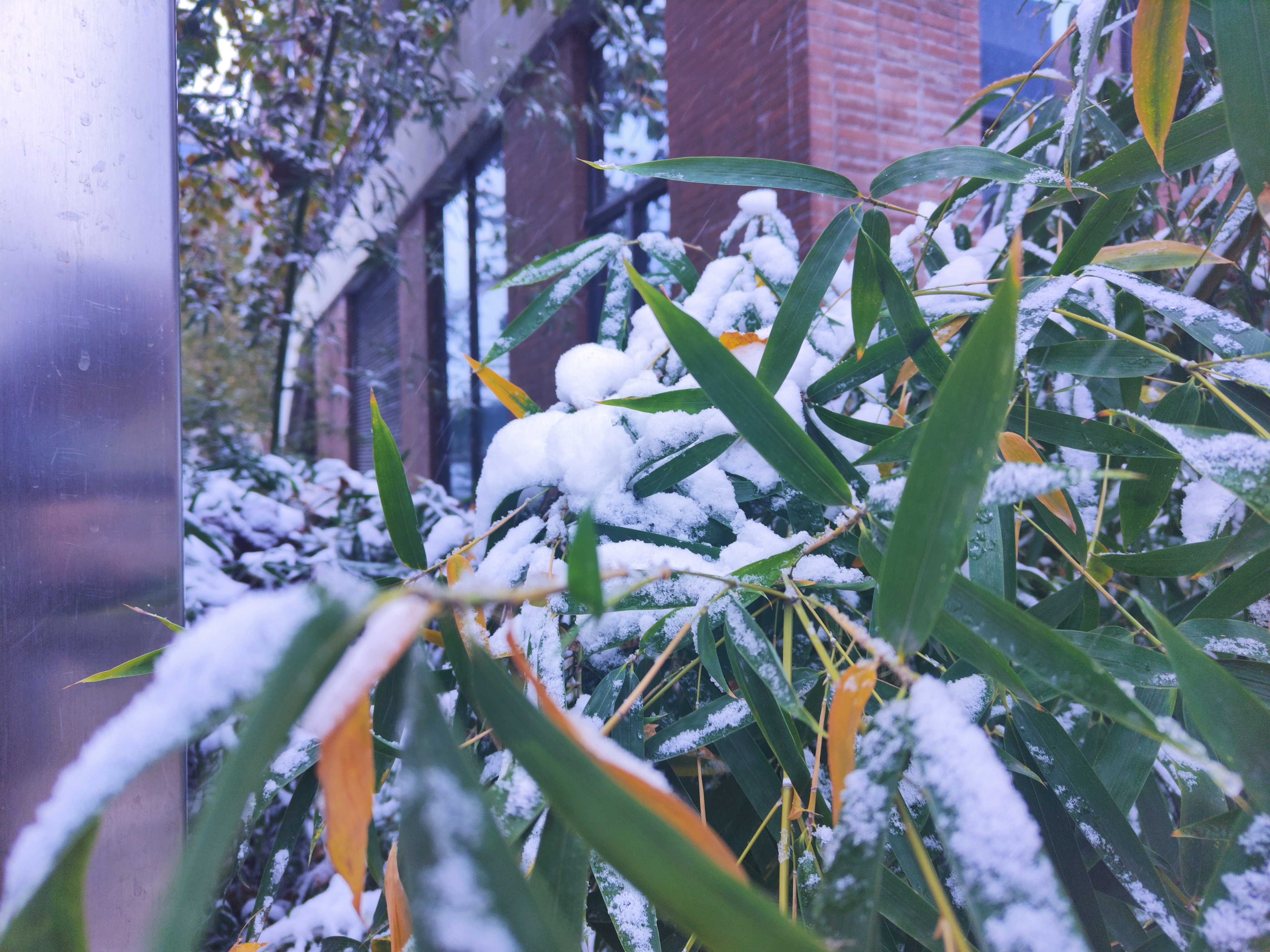 六七年来第一次看雪，起了个大早，难得吃了个早餐